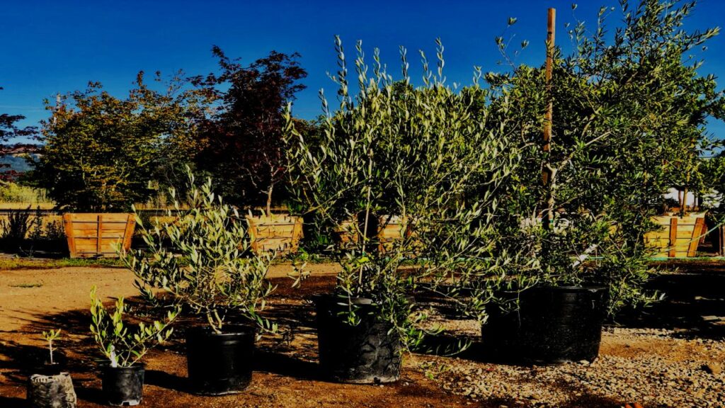 Yes, You Can Grow Fruit Indoors—These 9 Trees Make It Surprisingly Easy 6 Olive Tree