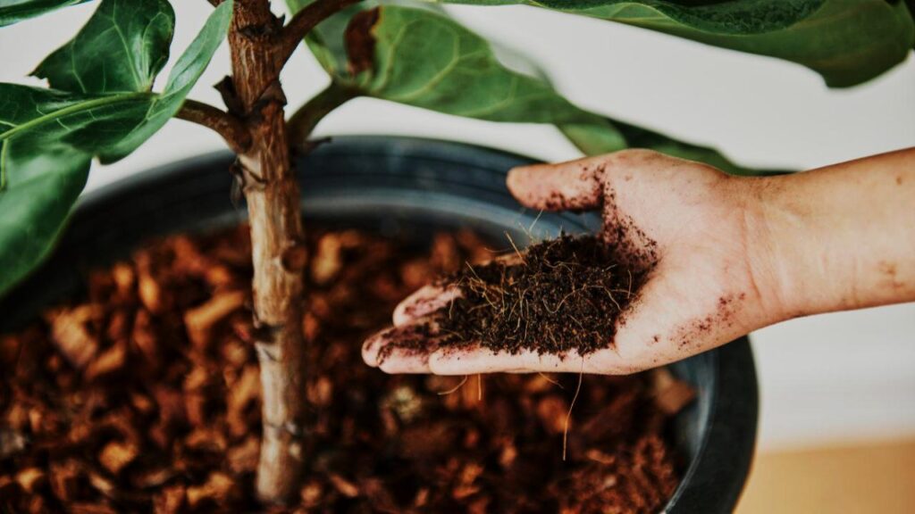This Watering Trick Is the Secret to a Lush, Long-Living Fiddle Leaf Fig 2 Other Care Essentials