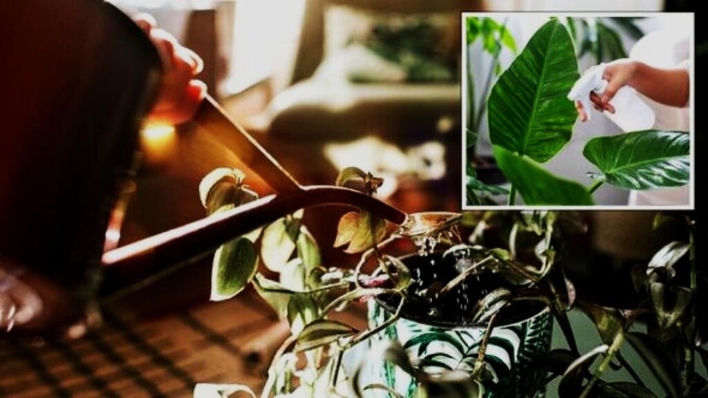 8 Surprising Reasons Your Houseplants Aren’t Thriving—and How to Turn Things Around 2 Overwatering