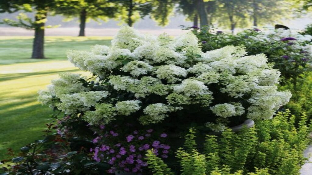 7 Plants You Must Prune in April for Explosive Spring and Summer Blooms 2 Panicle Hydrangea