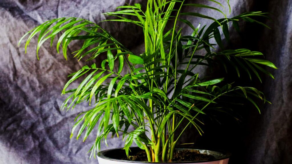 Parlor Palm: A Compact Powerhouse
