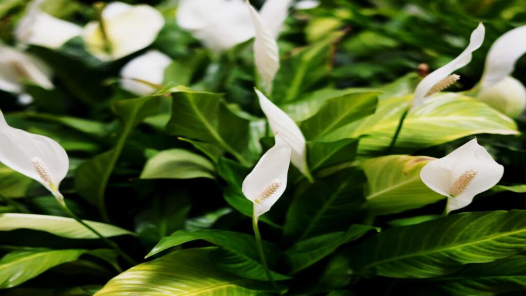 9 Houseplants That Make Your Home Look Expensive, Clean, and Perfectly Minimal 6 Peace Lily (Spathiphyllum)