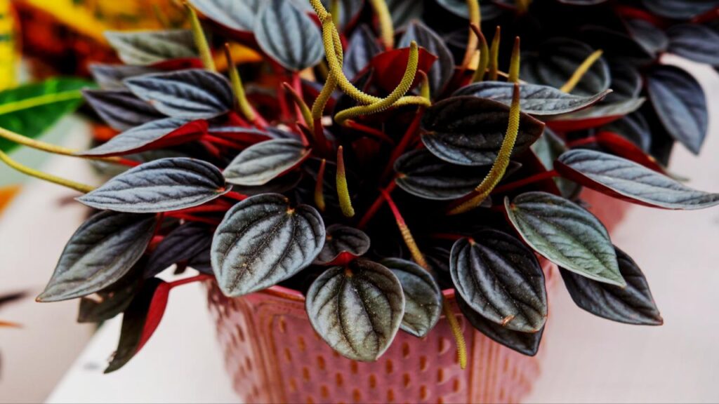 Peperomia (Various species)