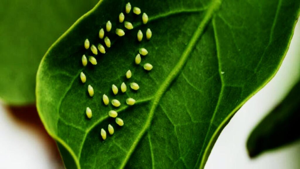 8 Surprising Reasons Your Houseplants Aren’t Thriving—and How to Turn Things Around 7 Pest Infestations