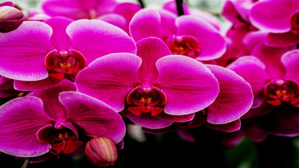 Phalaenopsis Orchid
