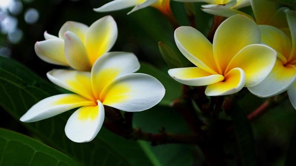Want a Naturally Fresh-Smelling Home? Try These Fragrant Indoor Plants 8 Plumeria (Frangipani)