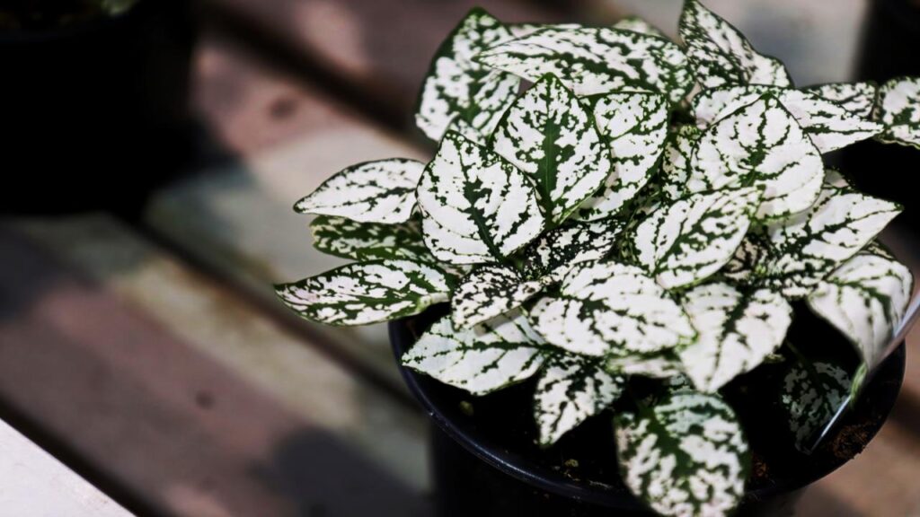 Polka Dot Plant (Hypoestes phyllostachya)