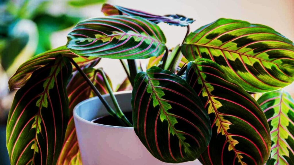 Prayer Plant (Maranta leuconeura)