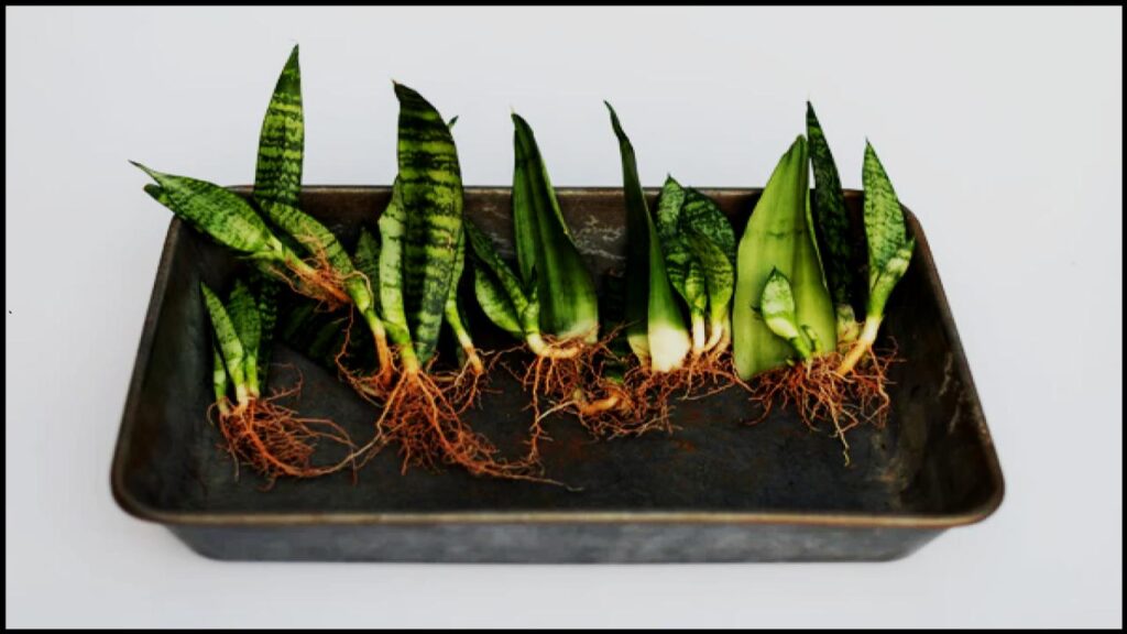 What Happens When You Plant a Snake Plant Outside? A Horticulturist Reveals the Shocking Truth 2 Propagating Snake Plants Outdoors