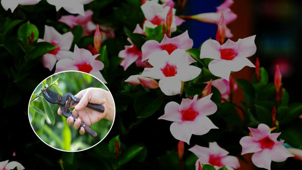 How to Make Your Dipladenia Bloom Like Crazy—Even in Cooler Climates 3 Pruning = Blooming