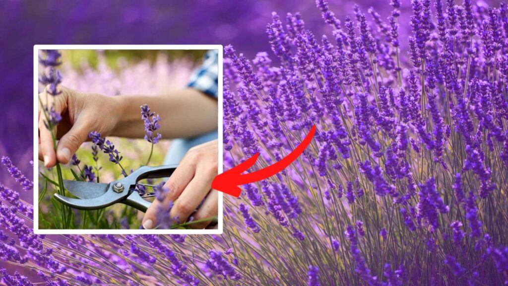 How to Grow Lavender Indoors and Fill Your Home with Soothing Scents All Year 2 Pruning and Grooming