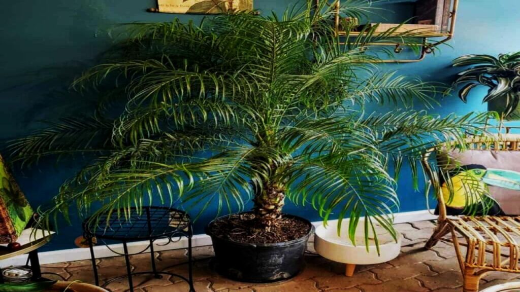Pygmy Date Palm: Compact but Capable