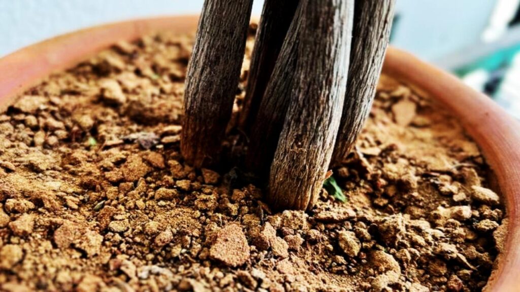 Most People Water Their Money Tree Wrong—Experts Reveal the Shocking Truth 4 Revive a Dying Money Tree