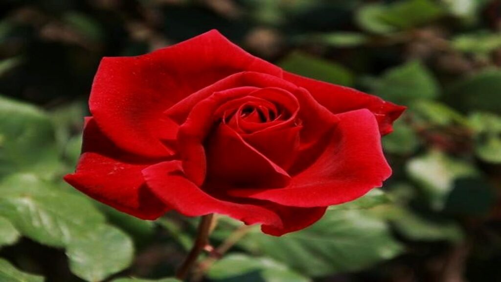 7 Plants You Must Prune in April for Explosive Spring and Summer Blooms 3 Rosa spp.