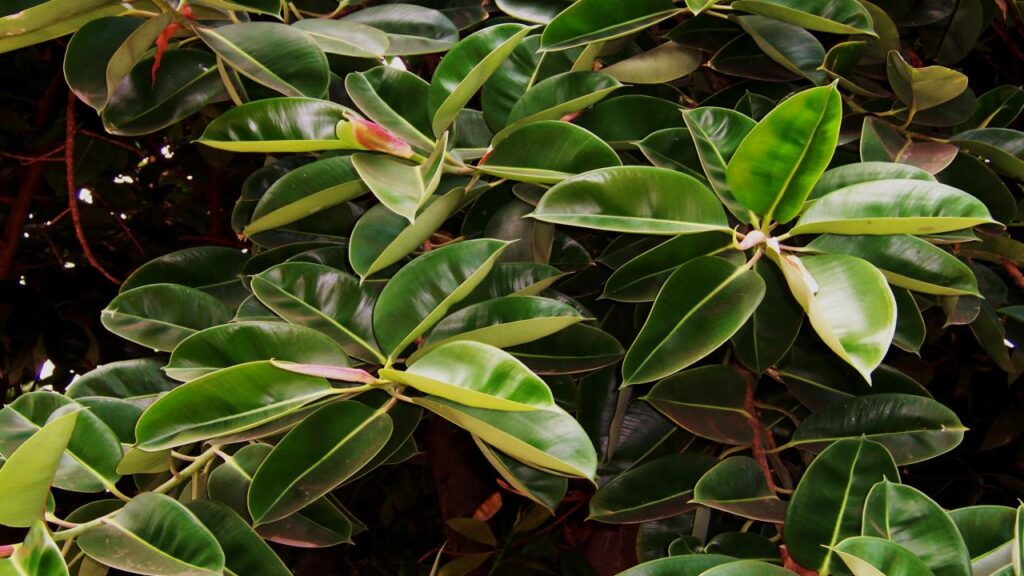 9 Houseplants That Make Your Home Look Expensive, Clean, and Perfectly Minimal 7 Rubber Plant (Ficus elastica)