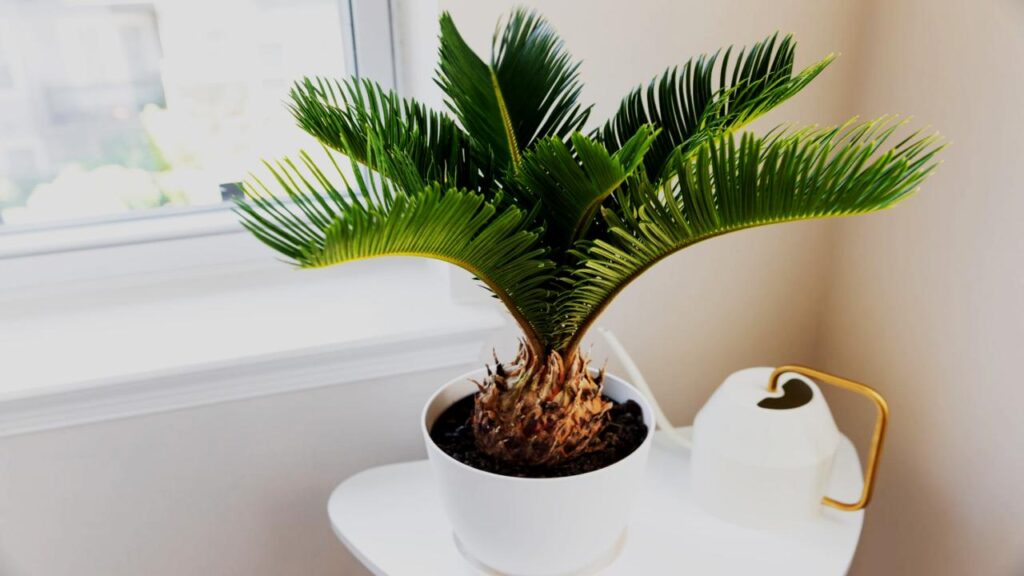 Sago Palm: Looks Good, But Handle with Care