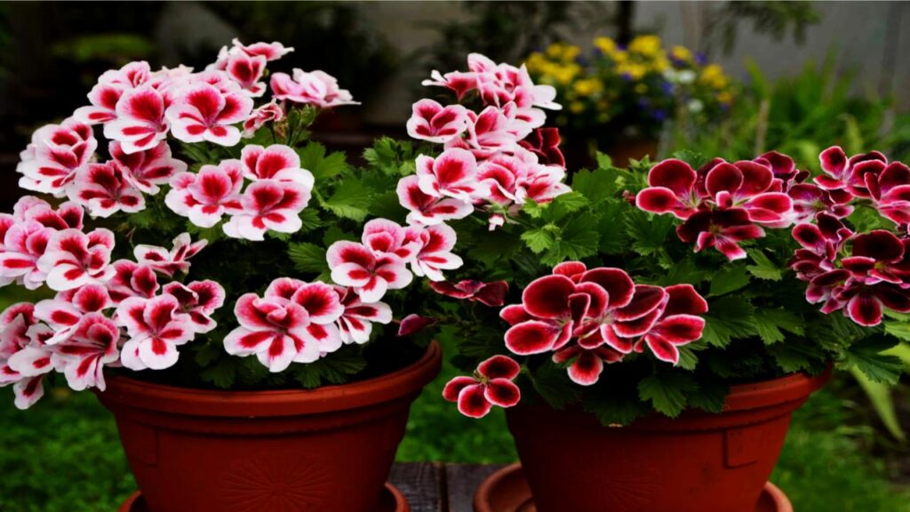 Want a Naturally Fresh-Smelling Home? Try These Fragrant Indoor Plants 5 Scented Geraniums (Pelargonium spp.)