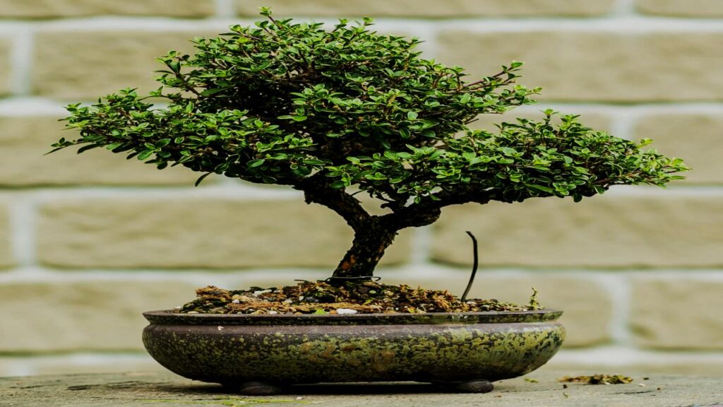 10 Trees That Are Perfect for Bonsai: Easy to Shape and Grow at Home 11 Serissa (Serissa japonica)