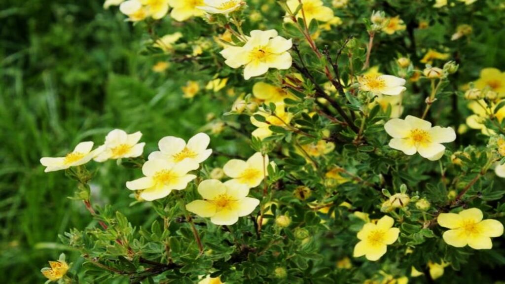 7 Plants You Must Prune in April for Explosive Spring and Summer Blooms 7 Shrubby Cinquefoil