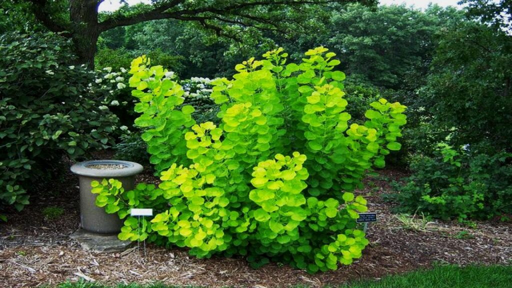 7 Plants You Must Prune in April for Explosive Spring and Summer Blooms 6 Smoke Bush