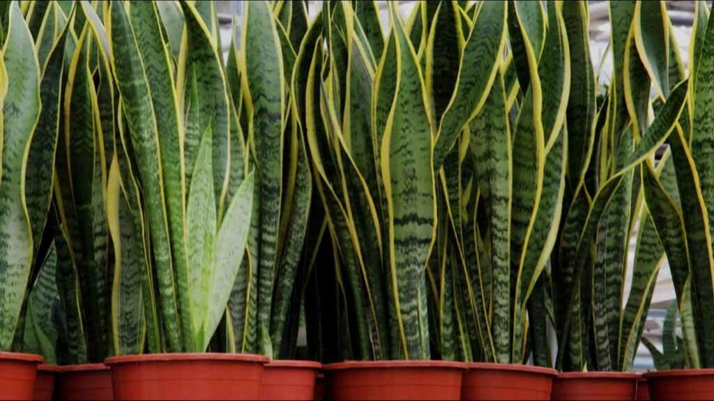 9 Houseplants That Make Your Home Look Expensive, Clean, and Perfectly Minimal 2 Snake Plant (Dracaena trifasciata)