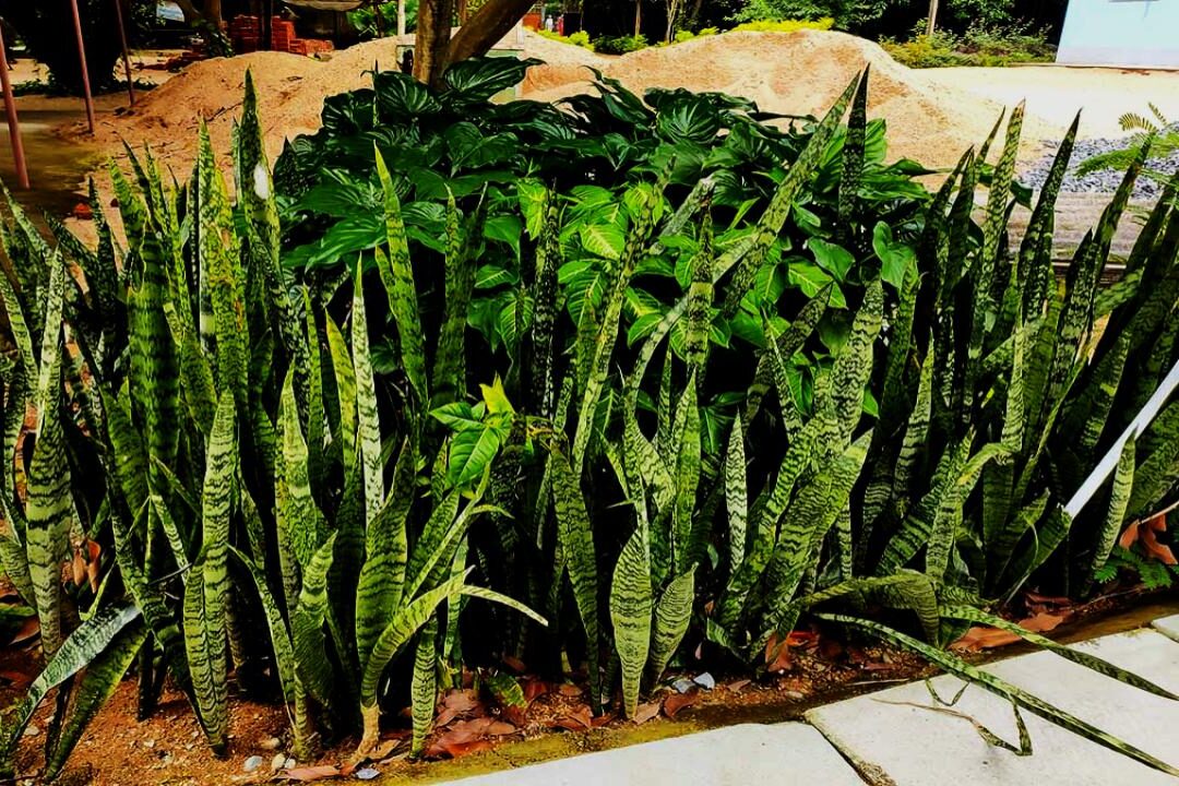 What Happens When You Plant a Snake Plant Outside? A Horticulturist Reveals the Shocking Truth 4 Why Plant a Snake Plant Outside?