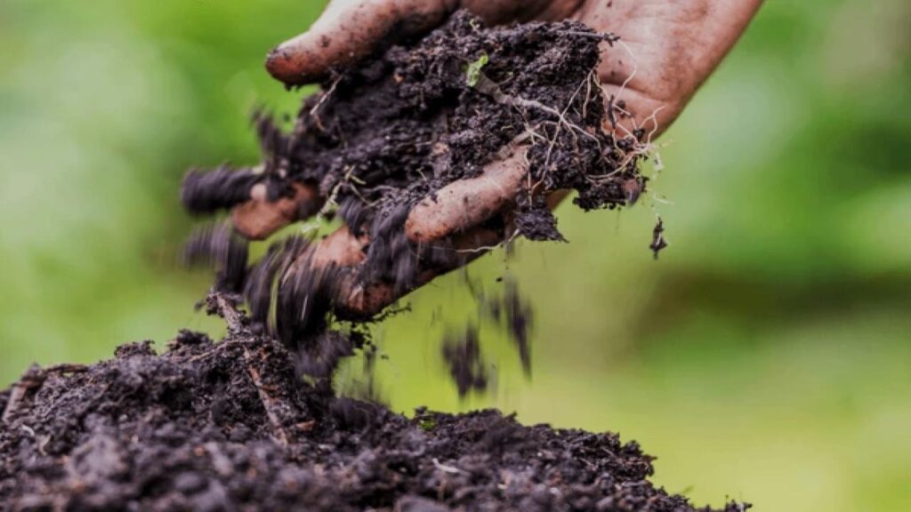 You’re Probably Caring for Your Polka Dot Plant All Wrong—Here’s What Experts Say to Do Instead 4 Soil Recommendations for Polka Dot Plants