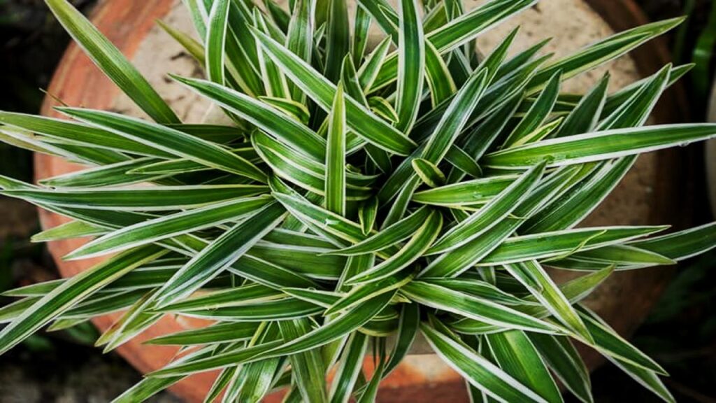 Spider Plant (Chlorophytum comosum)