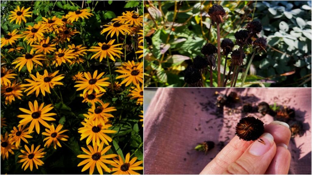 Why Gardeners Swear by Black-Eyed Susans—And How to Make Them Thrive 2 Step-by-Step Seasonal Care Guide