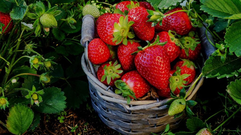 Yes, You Can Grow Fruit Indoors—These 9 Trees Make It Surprisingly Easy 5 Strawberries