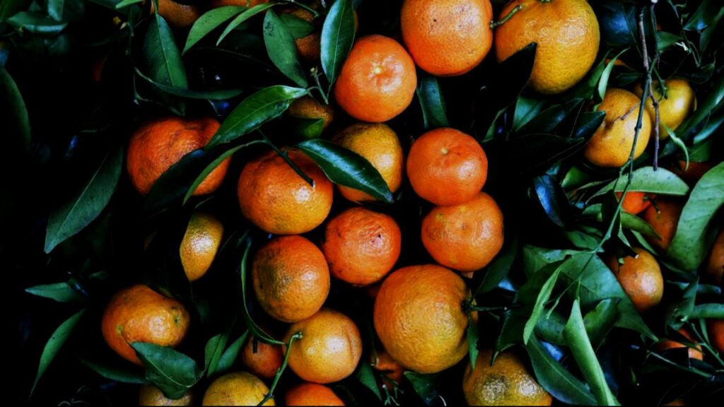 Yes, You Can Grow Fruit Indoors—These 9 Trees Make It Surprisingly Easy 7 Tangerine (Mandarin)