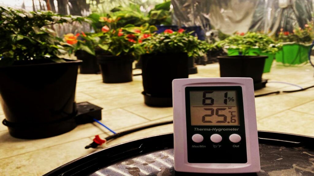 8 Surprising Reasons Your Houseplants Aren’t Thriving—and How to Turn Things Around 8 Temperature Fluctuations