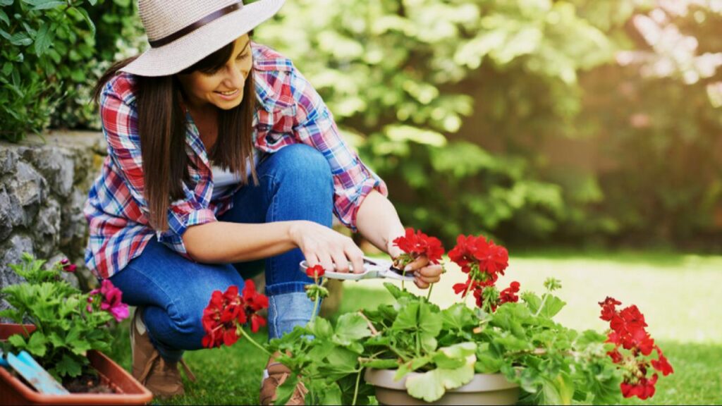 How to Keep Your Geraniums Blooming Nonstop Through the Hottest Months 2 Top Heat-Tolerant Geranium Varieties