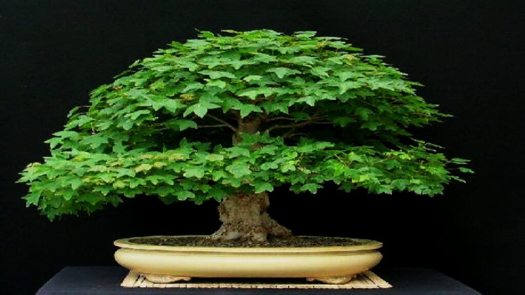 10 Trees That Are Perfect for Bonsai: Easy to Shape and Grow at Home 7 Trident Maple (Acer buergerianum)