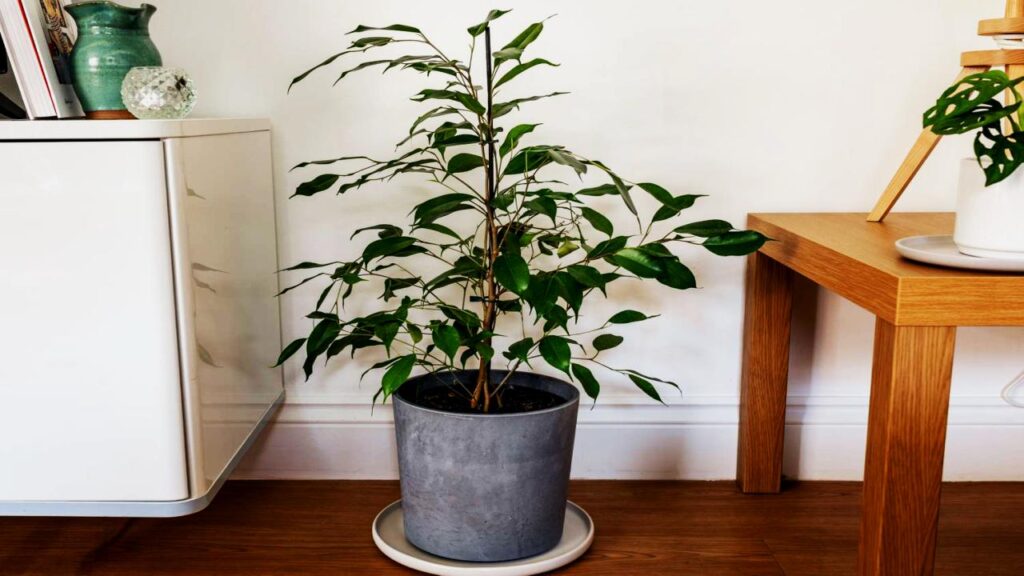 10 Stunning Trees You Can Actually Grow Indoors — #7 Grows Shockingly Fast 5 Weeping Fig (Ficus benjamina)