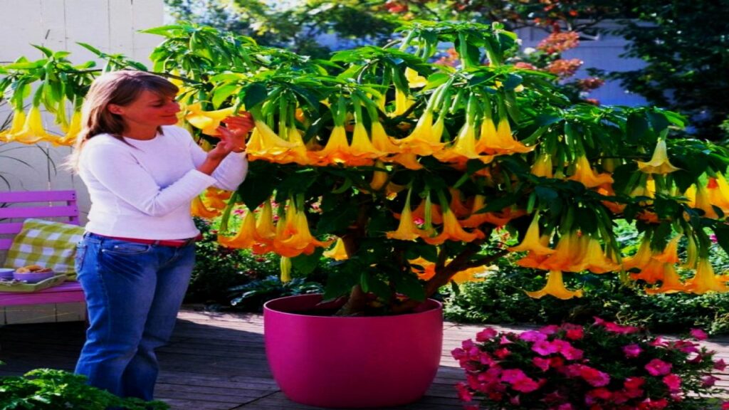 The Most Beautifully Dangerous Flower You Can Grow in Your Backyard 2 Where to Plant It