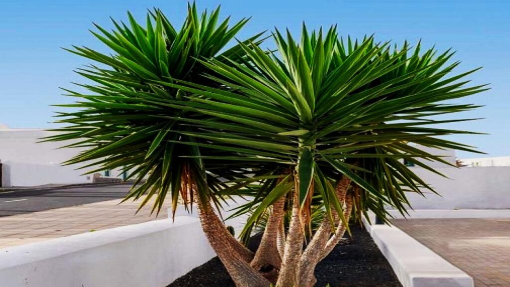 10 Stunning Trees You Can Actually Grow Indoors — #7 Grows Shockingly Fast 7 Yucca