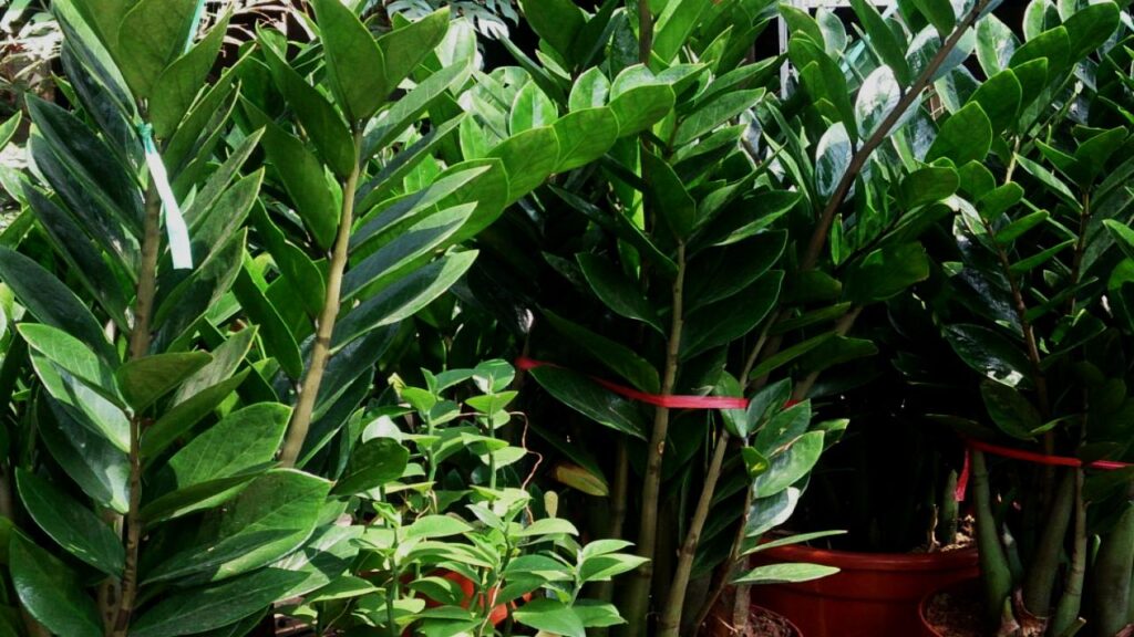 9 Houseplants That Make Your Home Look Expensive, Clean, and Perfectly Minimal 3 ZZ Plant (Zamioculcas zamiifolia)