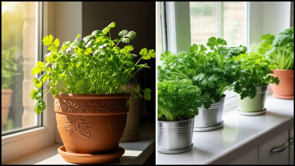 Grow Cilantro Indoors the Easy Way—Fresh Herbs at Your Fingertips 24/7 1 Grow Cilantro Indoors the Easy Way—Fresh Herbs at Your Fingertips 24/7