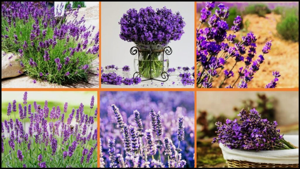 How to Grow Lavender Indoors and Fill Your Home with Soothing Scents All Year 1 How to Grow Lavender Indoors and Fill Your Home with Soothing Scents All Year