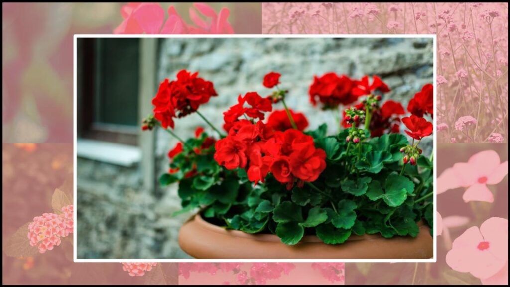 How to Keep Your Geraniums Blooming Nonstop Through the Hottest Months 1 How to Keep Your Geraniums Blooming Nonstop Through the Hottest Months