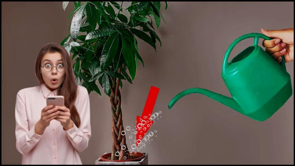 Most People Water Their Money Tree Wrong—Experts Reveal the Shocking Truth 1 Most People Water Their Money Tree Wrong—Experts Reveal the Shocking Truth