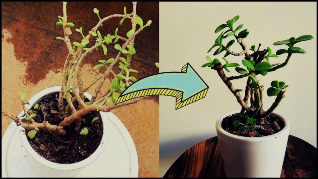 One Simple Fix Could Bring Your Jade Plant Back from the Brink—Here’s How 1 One Simple Fix Could Bring Your Jade Plant Back from the Brink—Here’s How