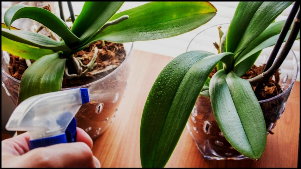 This Orchid Revival Method Has Gone Viral—And It Actually Works 1 This Orchid Revival Method Has Gone Viral—And It Actually Works