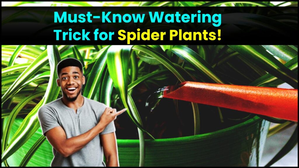 The Spider Plant Watering Hack Every Plant Parent Needs to Know 1 The Spider Plant Watering Hack Every Plant Parent Needs to Know
