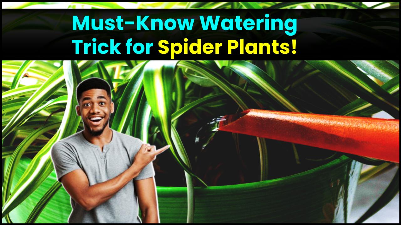 The Spider Plant Watering Hack Every Plant Parent Needs to Know