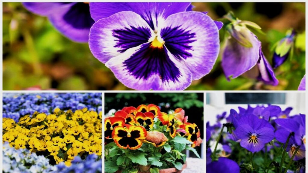 The Most Beautifully Dangerous Flower You Can Grow in Your Backyard 1 The Most Beautifully Dangerous Flower You Can Grow in Your Backyard