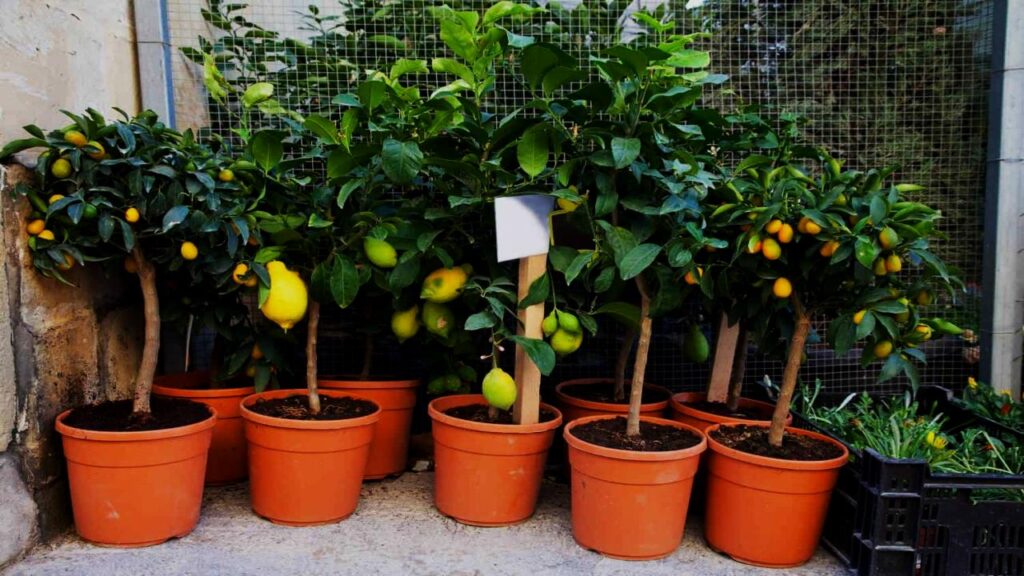 The Secret to Growing Juicy Lemons Indoors All Year, According to Citrus Experts 1 The Secret to Growing Juicy Lemons Indoors All Year, According to Citrus Experts
