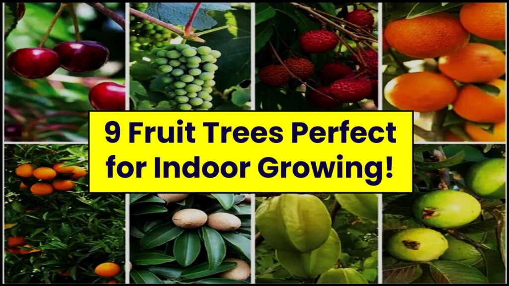 Yes, You Can Grow Fruit Indoors—These 9 Trees Make It Surprisingly Easy 1 Yes, You Can Grow Fruit Indoors—These 9 Trees Make It Surprisingly Easy