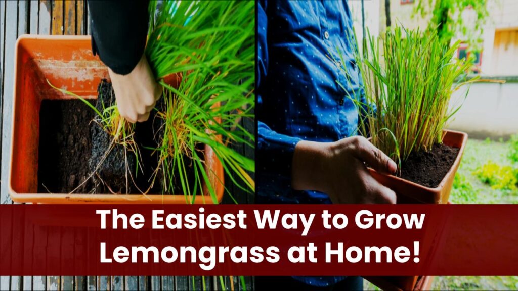 No Garden? No Problem—This Is the Easiest Way to Grow Lemongrass Indoors 1 No Garden? No Problem—This Is the Easiest Way to Grow Lemongrass Indoors